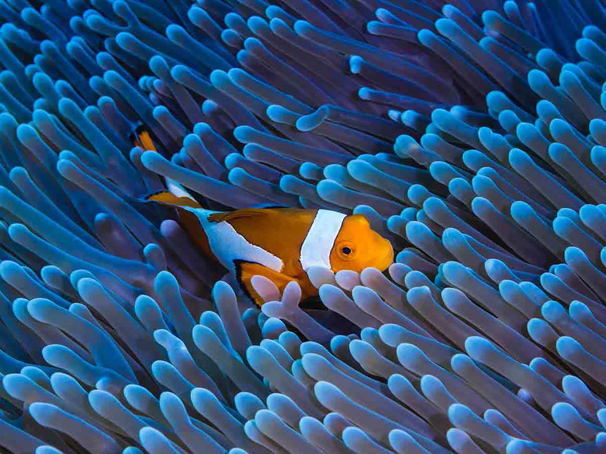Coral Garden Marsa Alam ( Diving Available )