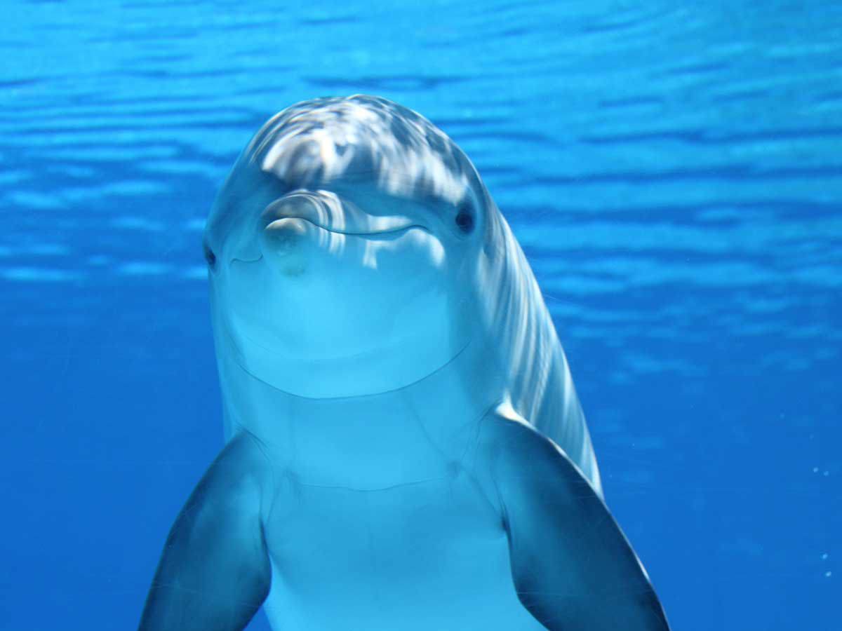 Dolphin Show in Hurghada