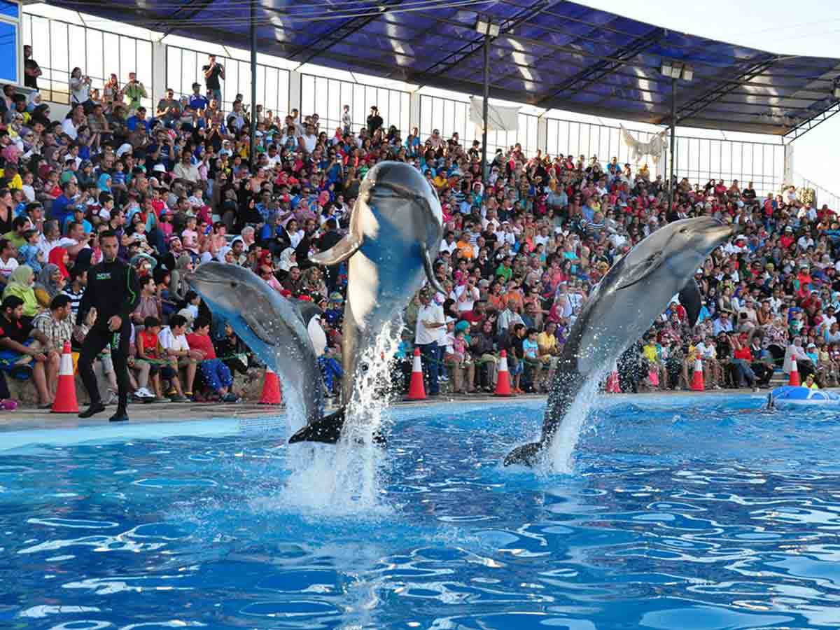 Dolphin show sharm