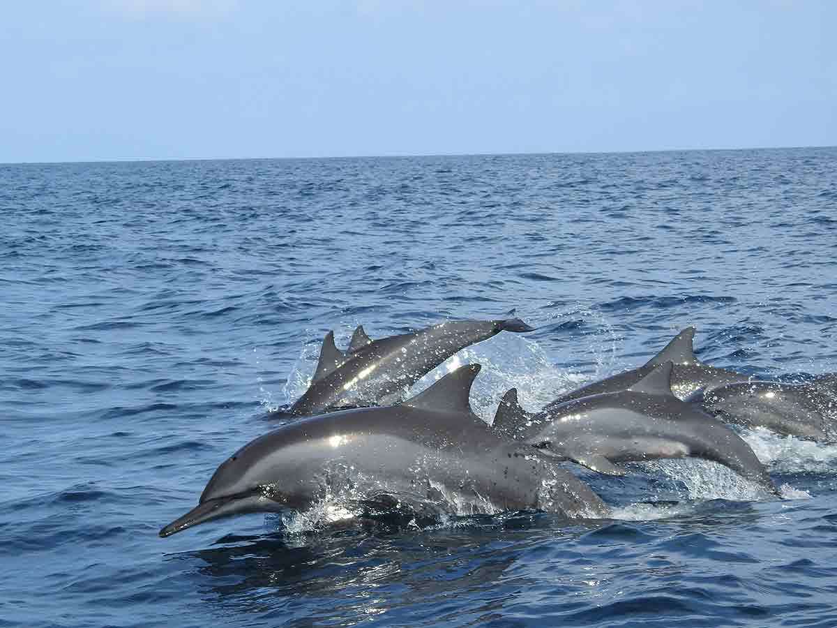 Dolphin House Marsa Alam