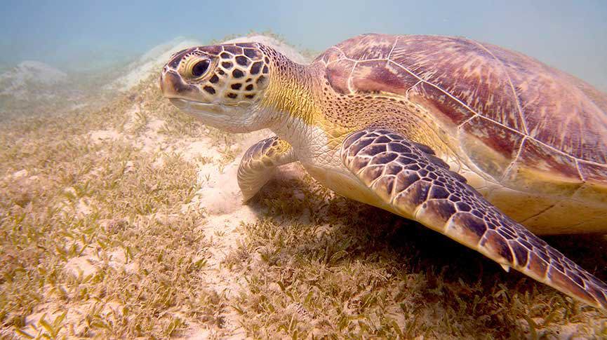 Marsa Alam Egypt